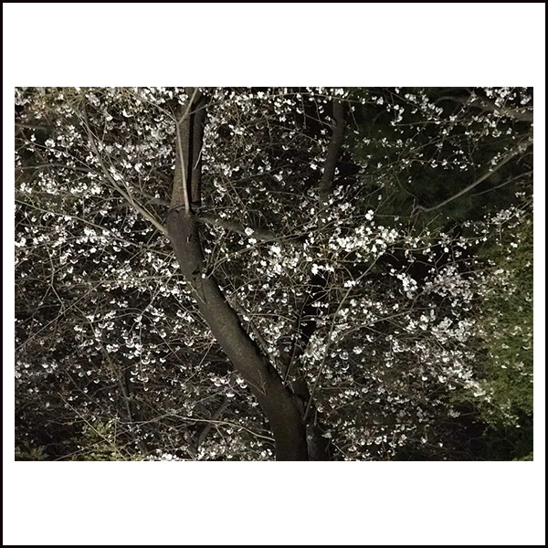 御殿山トラストタワーの前の庭の桜